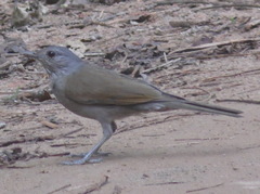 Turdus leucomelas