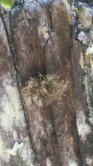 Usnea rubicunda