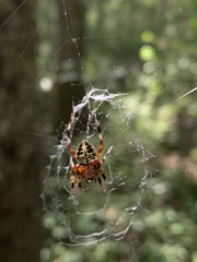 Araneidae