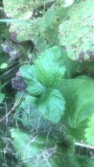 Fragaria × ananassa