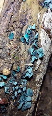 Chlorociboria aeruginascens