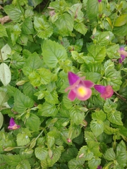 Torenia fournieri