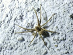 Pisaura
