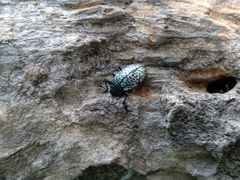 Cypherotylus californicus