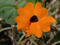 Thunbergia alata