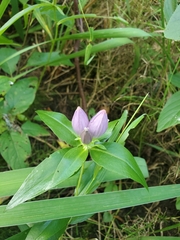 Gentiana andrewsii