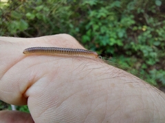 Cylindroiulus punctatus