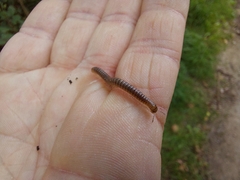 Cylindroiulus punctatus