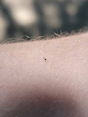 Chironomoidea