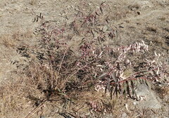 Eucalyptus camaldulensis