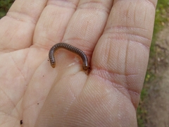 Cylindroiulus punctatus