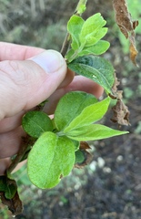 Lonicera