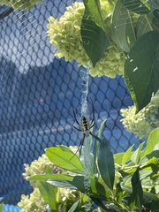 Argiope aurantia