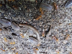 Cylindroiulus punctatus