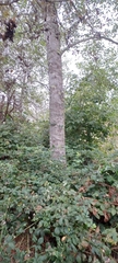 Alnus rubra