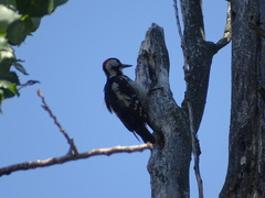 Dendrocopos syriacus
