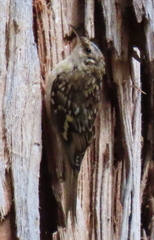 Certhia americana