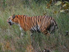 Panthera tigris tigris