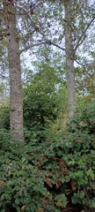 Alnus rubra