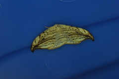 Drepana arcuata