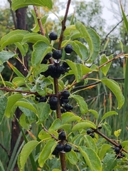 Prunus spinosa