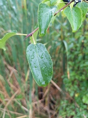 Prunus spinosa