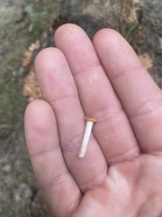 Desarmillaria