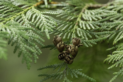 Thuja occidentalis