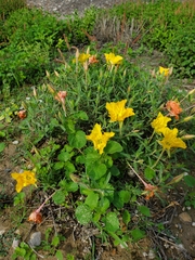 Oenothera hartwegii
