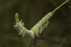 Sanguisorba canadensis