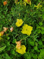Oenothera hartwegii