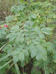 Rosa rugosa