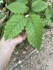 Alnus rubra