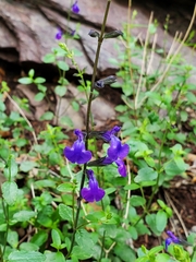 Salvia lycioides