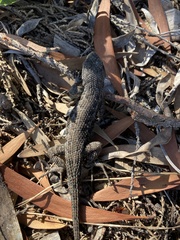 Sceloporus occidentalis bocourtii