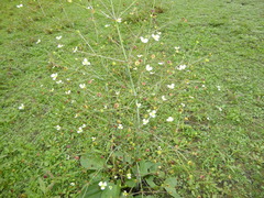 Alisma triviale