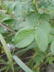 Rosa rugosa