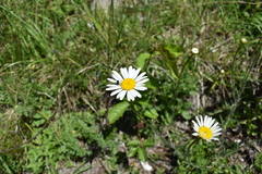 Leucanthemum vulgare
