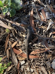 Sceloporus occidentalis bocourtii