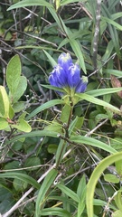 Gentiana linearis