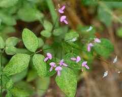 Desmodium glabellum