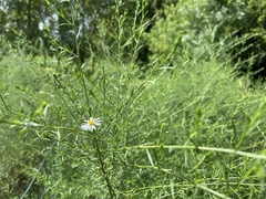 Symphyotrichum dumosum