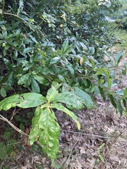 Quercus imbricaria