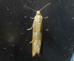 Bactra