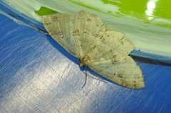 Melanolophia