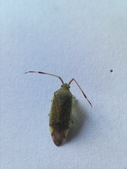 Pantilius tunicatus