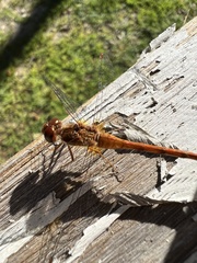 Sympetrum