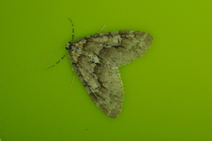 Cladara limitaria