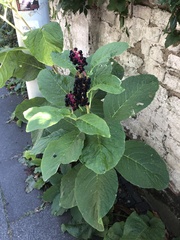 Phytolacca acinosa