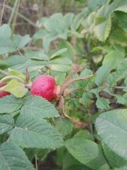 Rosa rugosa